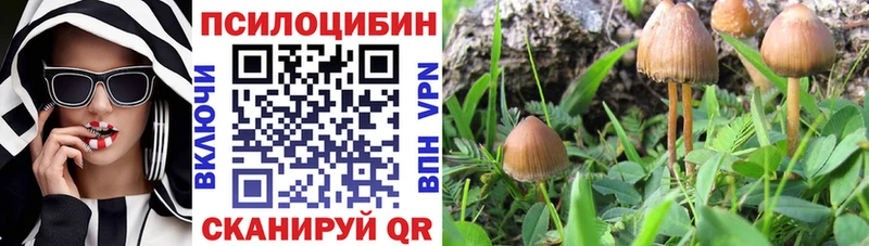 Купить  Майкоп  Галлюциногенные грибы мицелий